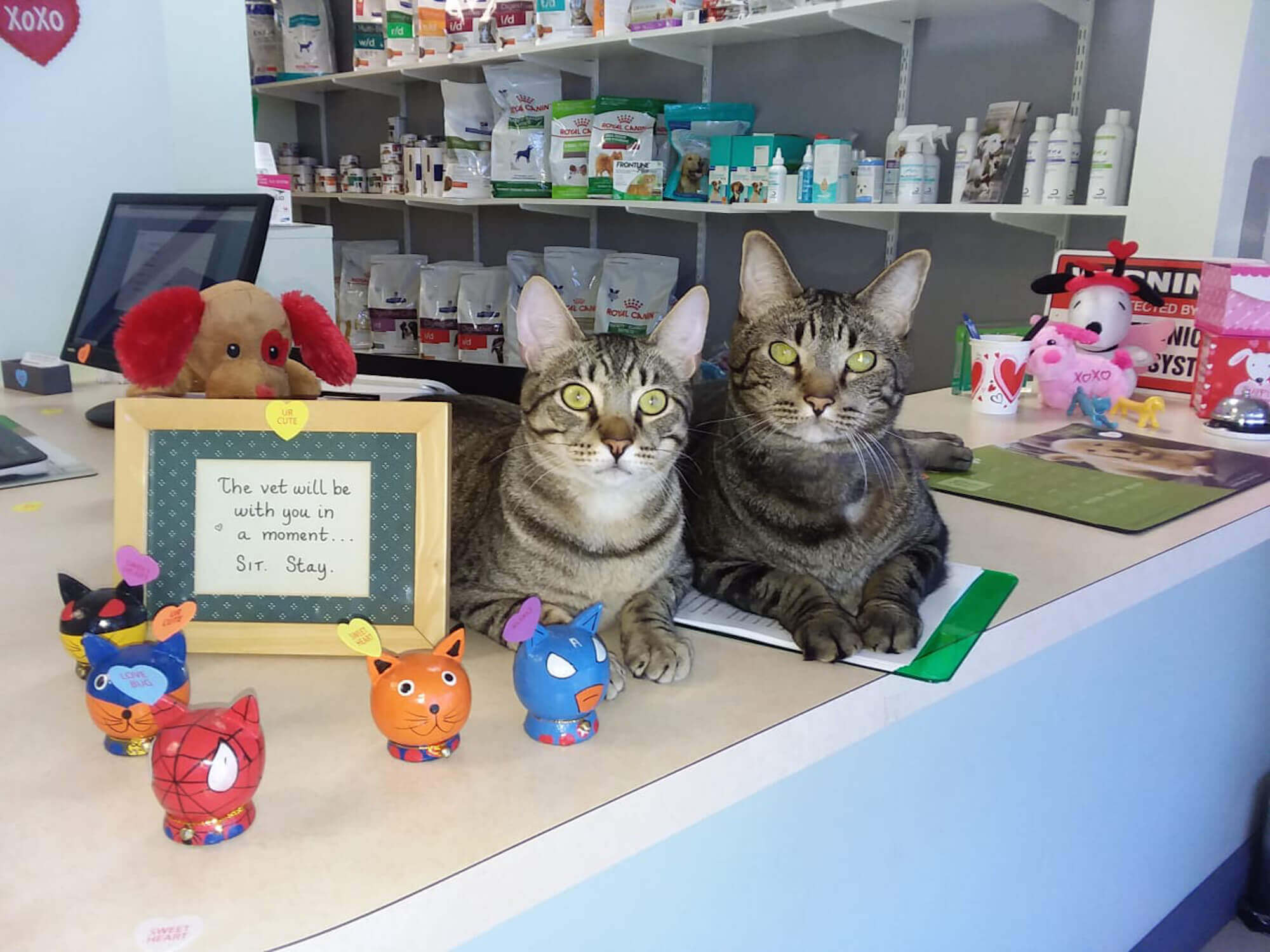 the cats of jog lantana