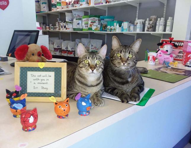 The cats of Jog Lantana Animal Clinic