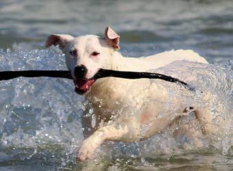 How to Spot an Ear Infection In Your Dog