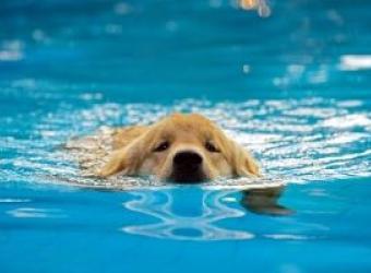 How to Avoid Losing Your Pet to Secondary Drowning