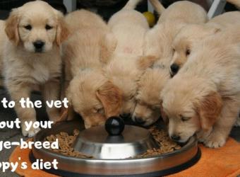 Large-Breed Puppies
