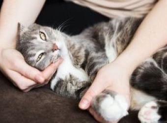 8 Signs of Separation Anxiety in Cats And What to Do About Them