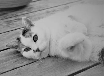 Cat Anesthesia: What Cat Owners Can Expect