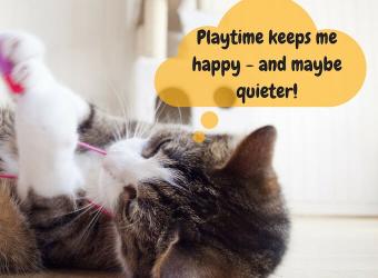 Reasons Your Cat May Be Meowing So Much