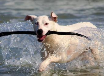 How to Spot an Ear Infection In Your Dog